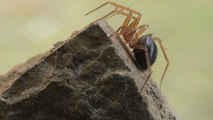 L'une des araignées les plus rares au monde filmée pour la première fois dans son milieu naturel