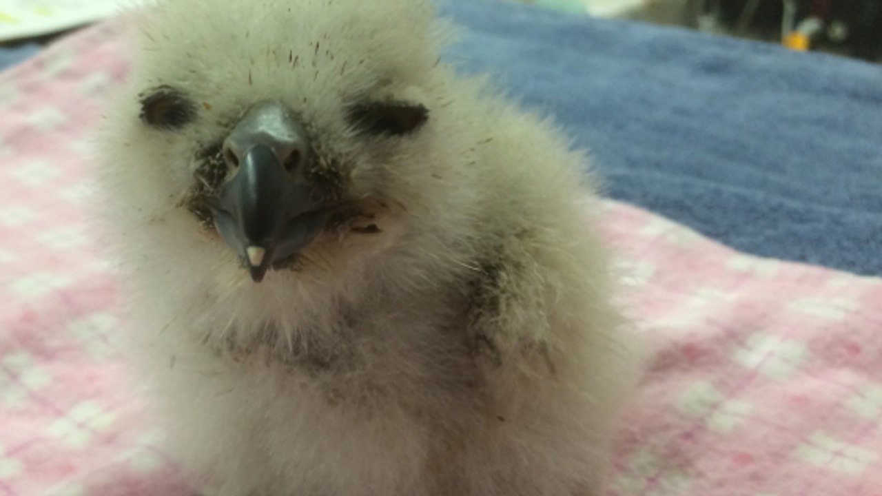 Le fantastique sauvetage d’un bébé grandduc tombé du nid aux