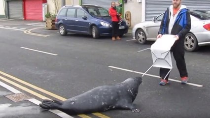 Sammy, le phoque qui traverse la route chaque jour pour se rendre au restaurant