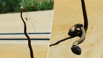Quand une araignée terrasse un serpent venimeux en Australie