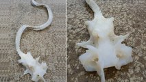Une Néo-zélandaise découvre le squelette d’une mystérieuse créature sur une plage