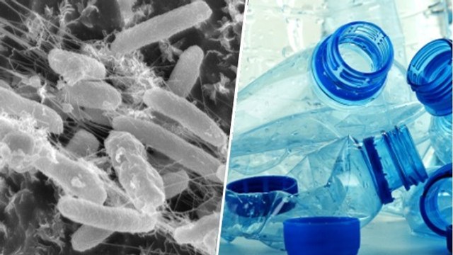 Des chercheurs découvrent une bactérie mangeuse de plastique, un nouvel espoir contre la pollution ?