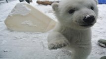 Quand un petit ours polaire découvre la neige pour la première fois