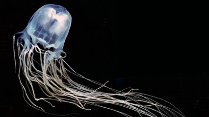 L'effrayant effet du venin de la méduse-boîte, l'un des animaux les plus venimeux au monde