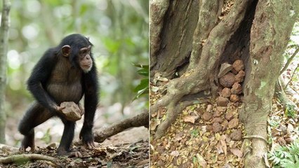Ceci pourrait bien être le premier rituel observé chez des chimpanzés