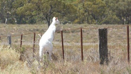 Un rare kangourou albinos surpris en pleine nature en Australie