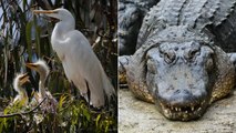 Pour protéger leur nid, ces oiseaux utilisent des alligators comme gardes du corps