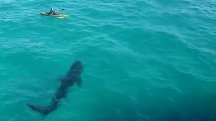 Quand un kayakiste se retrouve nez à nez avec un gigantesque requin