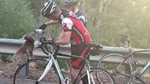 Quand des cyclistes partagent leur eau avec un koala assoiffé en Australie