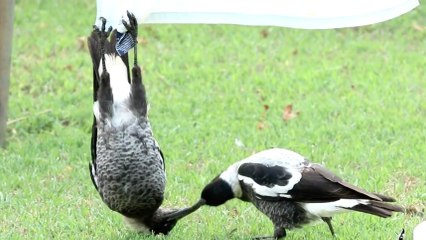 Quand un drôle d’oiseau s’amuse à se percher la tête en bas
