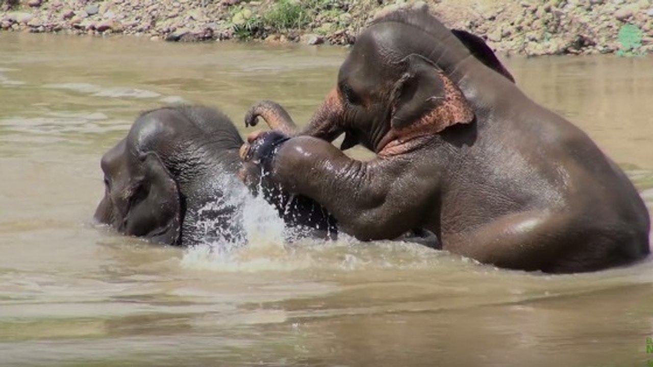 Quand un éléphant s’amuse avec sa famille adoptive dans un sanctuaire de Thaïlande