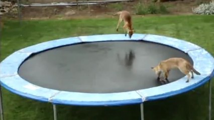 Deux renards passent le meilleur moment de leur vie à jouer sur un trampoline