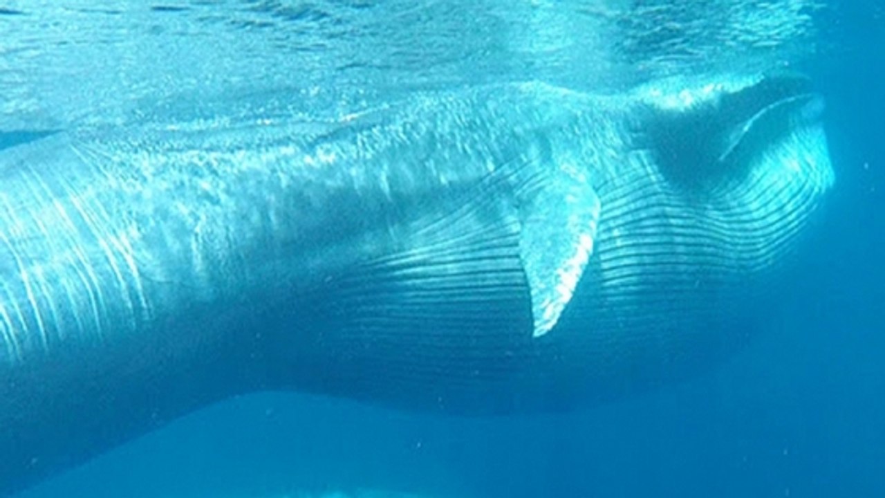 Une vidéo exceptionnelle d'une espèce très rare de baleine capturée au large de Madagascar