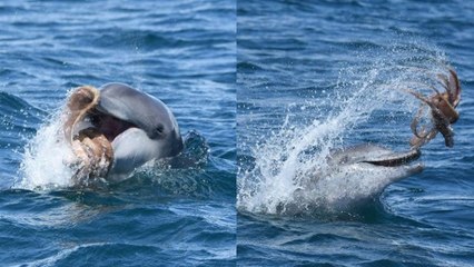 Un dauphin immortalisé en train de s'amuser avec... un poulpe