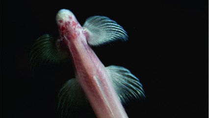 Ce poisson grimpeur met en lumière l'évolution humaine