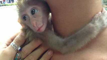 La belle histoire de ce petit singe sauvé de la captivité par une voyageuse