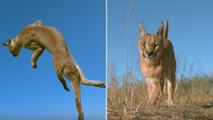 Une vidéo révèle comment les chats font pour toujours retomber sur leurs pattes