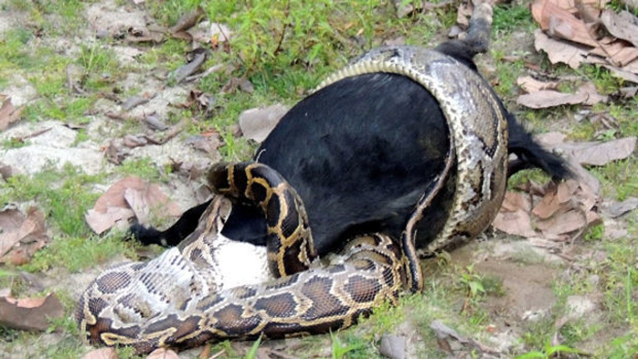 Dorfbewohner schauen dem angsteinflößenden Mahl eines Pythons in Indien zu