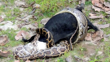 Dorfbewohner schauen dem angsteinflößenden Mahl eines Pythons in Indien zu
