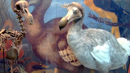 Le dodo n'était pas aussi stupide qu'on ne le pense