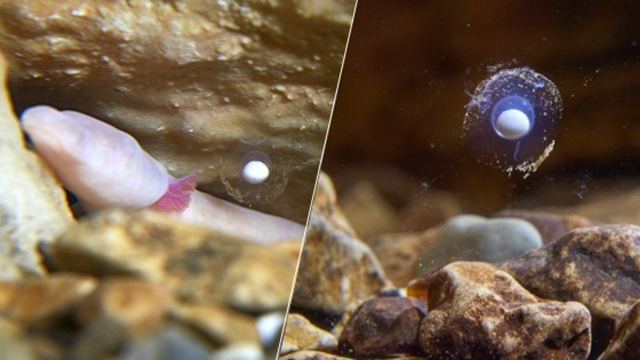 Les oeufs d'un "dragon" extrêmement rare découverts dans une grotte en Slovénie