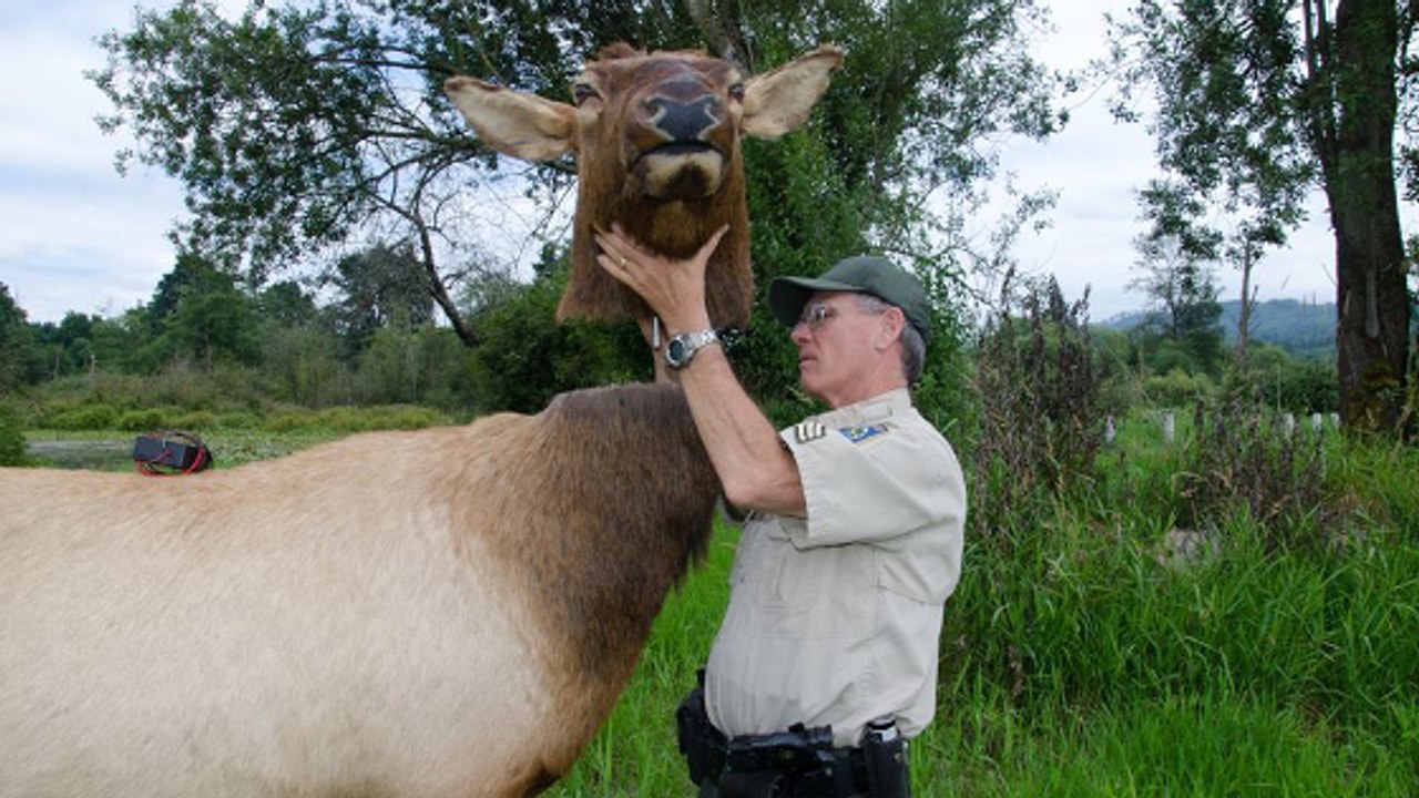 Les Etats-Unis ont trouvé une étonnante arme pour lutter contre les braconniers