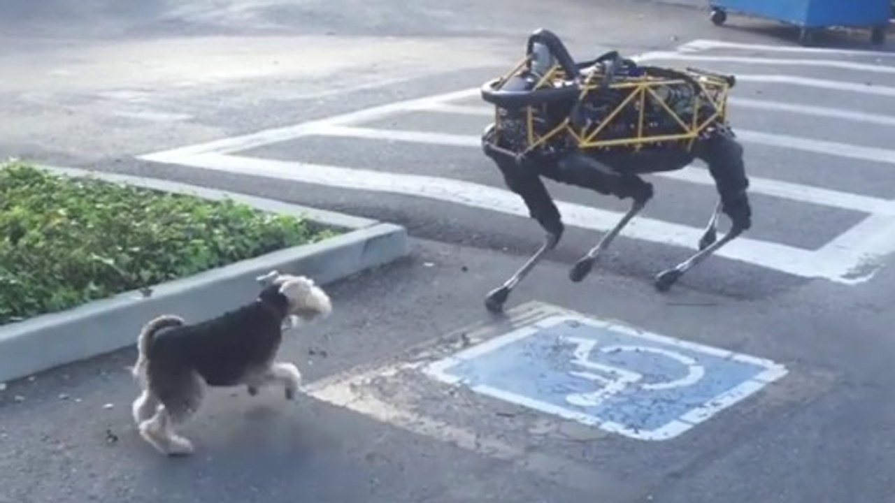 Quand un chien fait une drôle de rencontre avec... un robot-chien