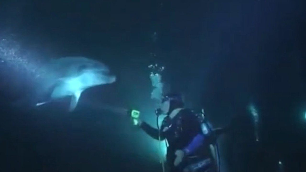 Dieser Delphin nähert sich diesen Tauchern aus einem überraschenden Grund