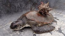 Des chercheurs découvrent un passager très encombrant sur le dos d'une tortue