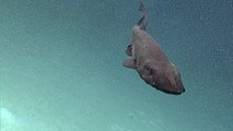 Un mystérieux requin filmé dans les profondeurs au large d'Hawaï
