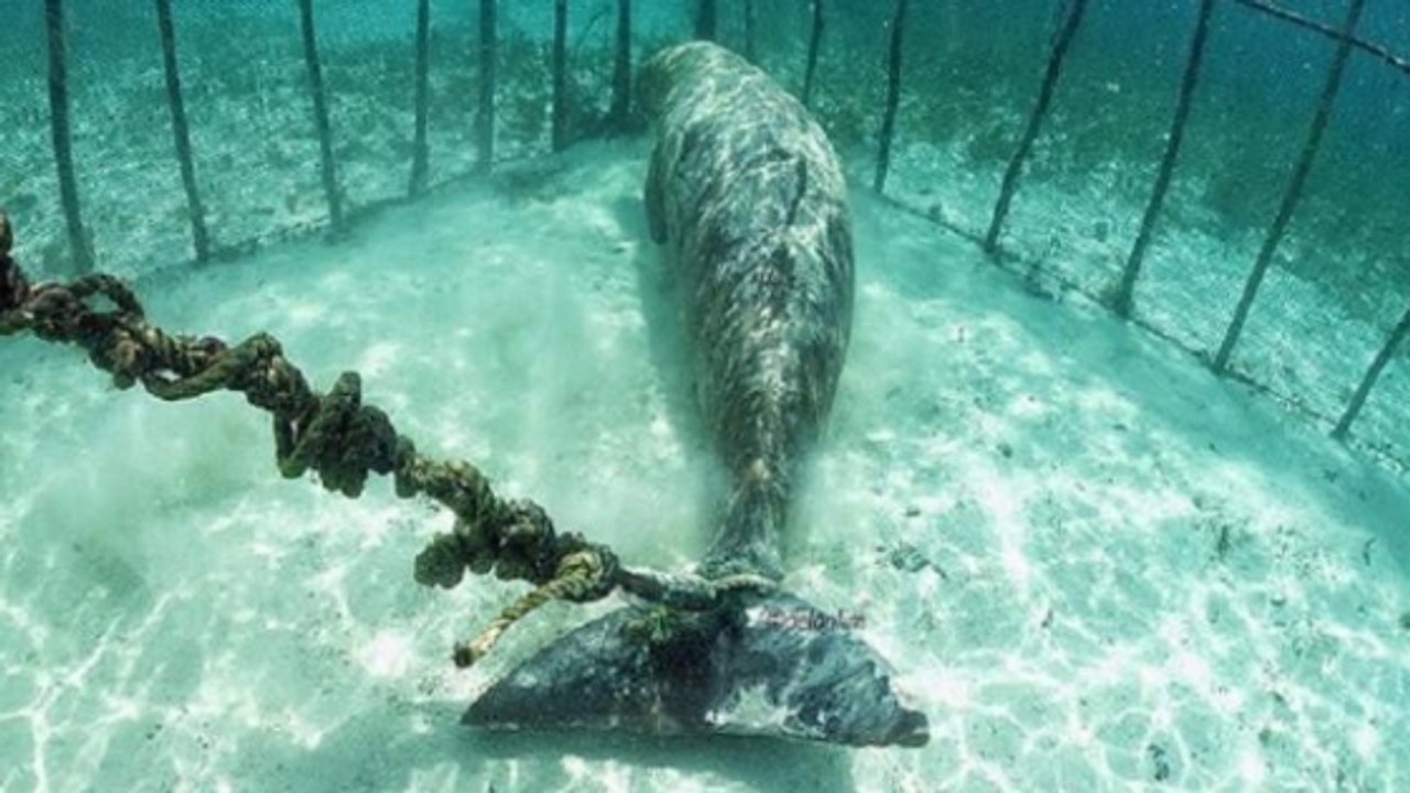 Des plongeurs font une triste découverte sur une île d'Indonésie
