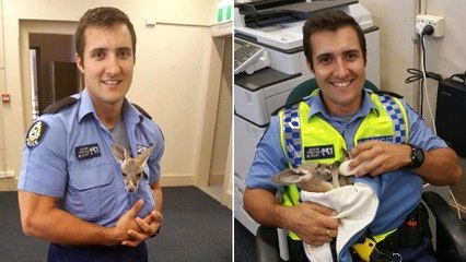 Quand un policier australien adopte un petit kangourou orphelin