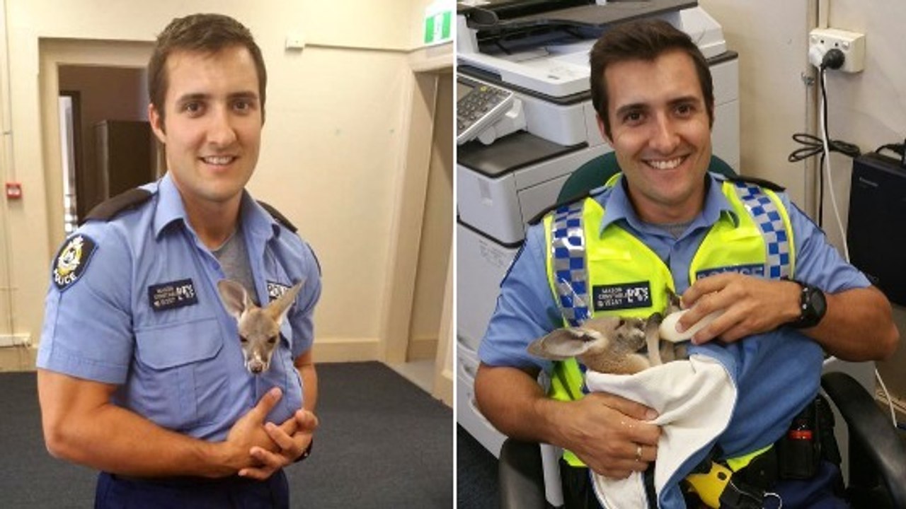Quand un policier australien adopte un petit kangourou orphelin