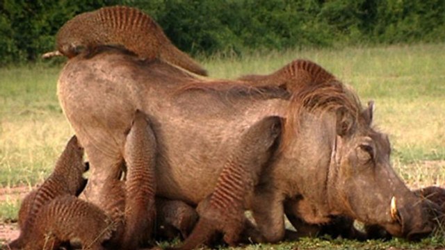 L'étonnante collaboration entre un phacochère et des mangoustes filmée en pleine nature