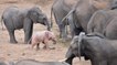 Un rarissime éléphant rose aperçu dans le parc Kruger en Afrique du Sud