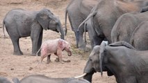 Un rarissime éléphant rose aperçu dans le parc Kruger en Afrique du Sud