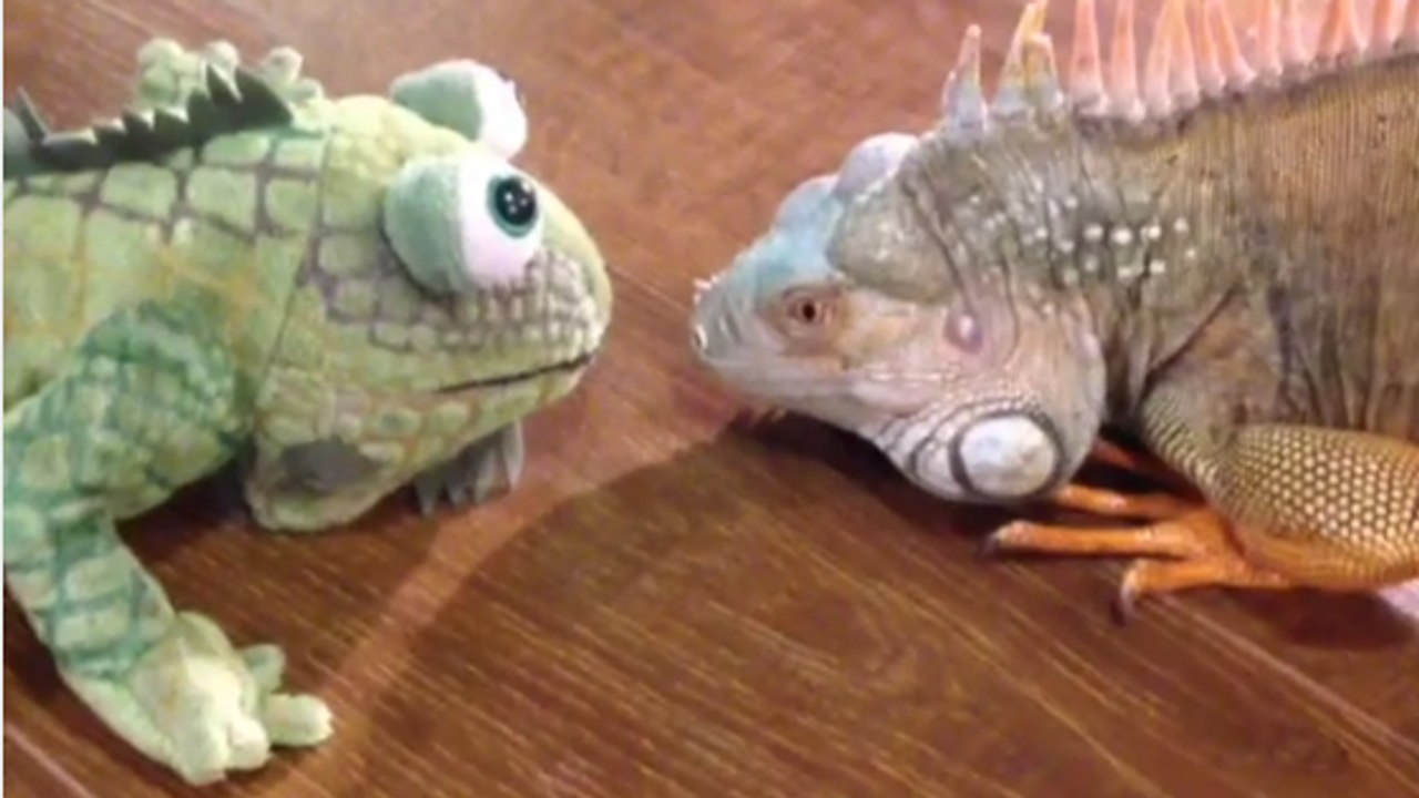 Quand un iguane s’en prend à un... iguane en peluche