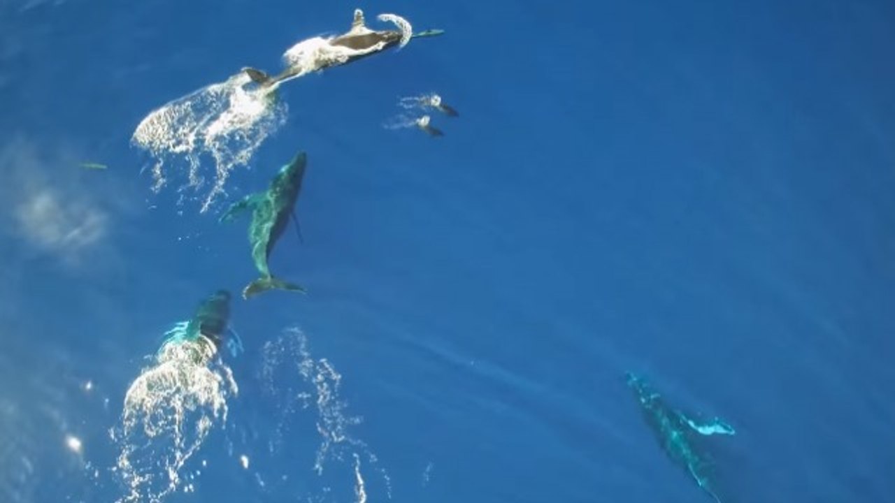 Un incroyable rassemblement de baleines et dauphins filmé depuis les airs