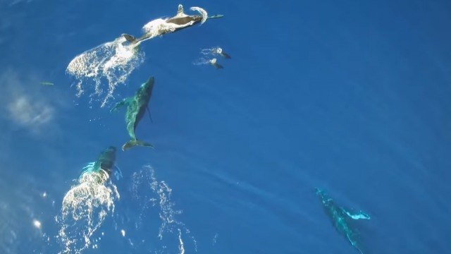 Un incroyable rassemblement de baleines et dauphins filmé depuis les airs
