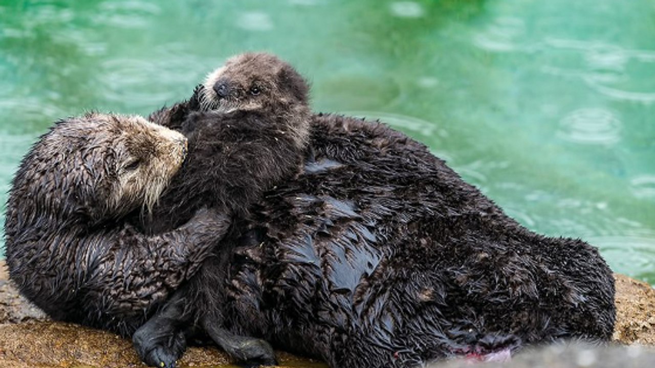 Une loutre sauvage filmée en train de donner naissance dans un aquarium américain