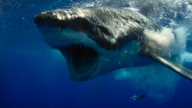 L'impressionnante technique de chasse d'un requin blanc filmée au large du Mexique
