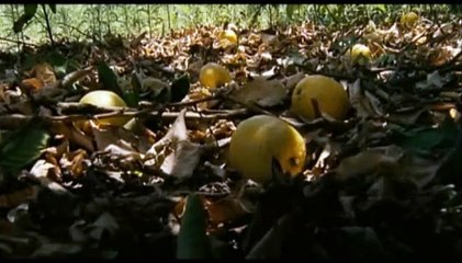 Limon Ağacı Orijinal Fragman