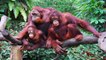 Les orangs-outans seraient bien plus nombreux que prévu dans les forêts de Sumatra