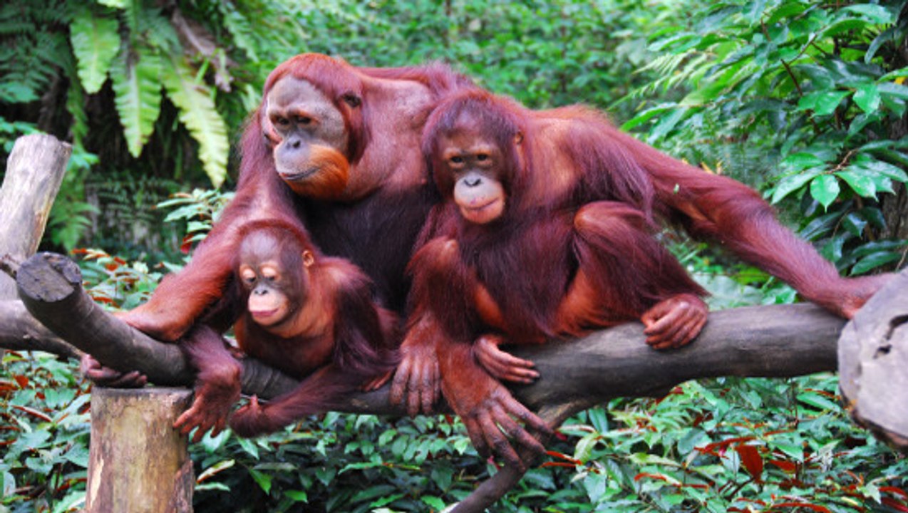 Les orangs-outans seraient bien plus nombreux que prévu dans les forêts de Sumatra