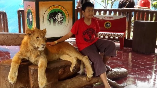 Voilà pourquoi vous ne devriez jamais prendre des photos avec des lions