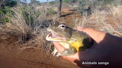 very final frog 1st try