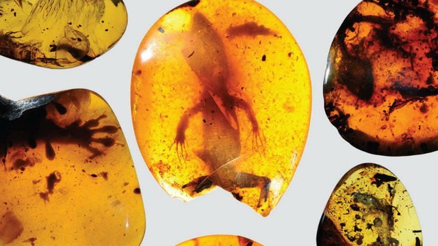 Le plus vieux caméléon retrouvé dans de l’ambre de 99 millions d’années