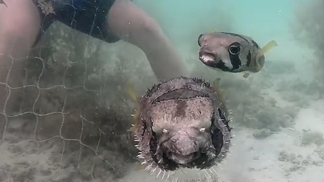 Le fantastique sauvetage d'un poisson porc-épic piégé dans un filet