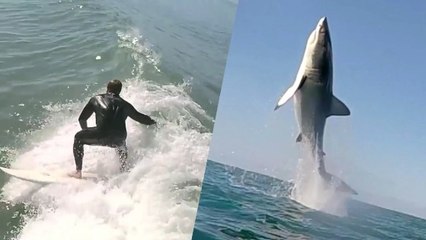 Des surfeurs capturent par hasard la pirouette d'un requin blanc hors de l'eau