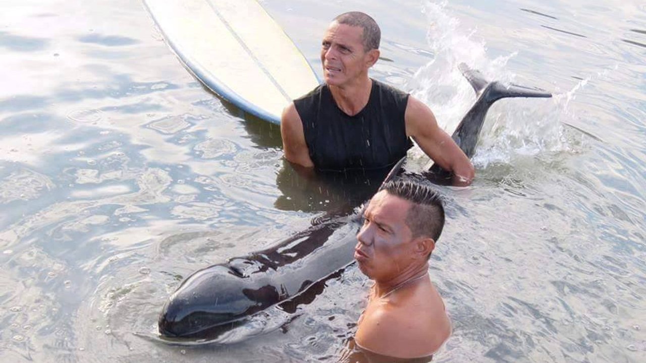 Des surfeurs viennent en aide à un petit globicéphale au Costa Rica